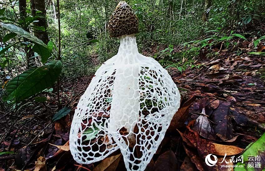 Yunnan’s Xiaoheishan Provincial Nature Reserve: ideal habitat for rare wild plants