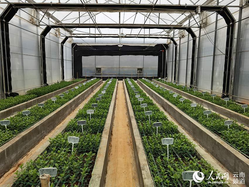 City in SW China’s Yunnan makes headway in flower breeding