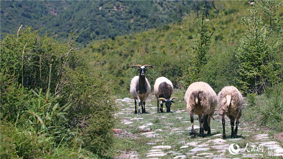 Qinghai's Qunjia National Forest Park: land of idyllic beauty