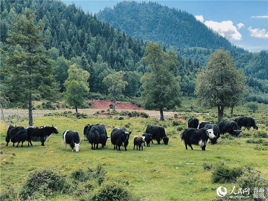 Qinghai's Qunjia National Forest Park: land of idyllic beauty