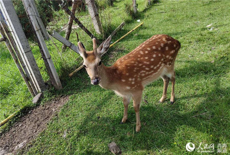 Qinghai's Qunjia National Forest Park: land of idyllic beauty