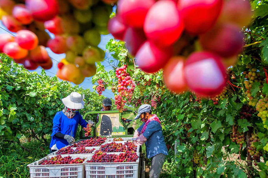Grape planting promoted to increase growers' incomes in Xinjiang's Huocheng county