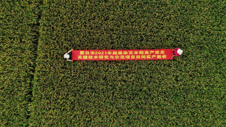 Super hybrid rice variant achieves unit yield of over 1,100 kg in Yunnan