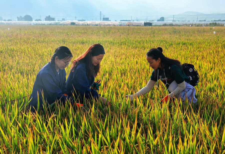 Super hybrid rice variant achieves unit yield of over 1,100 kg in Yunnan