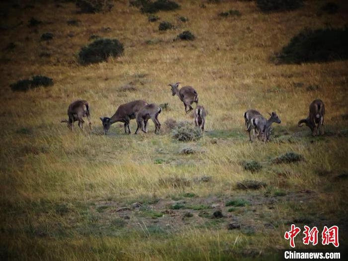 Residents in N China's Inner Mongolia persistently protect rare wild animals