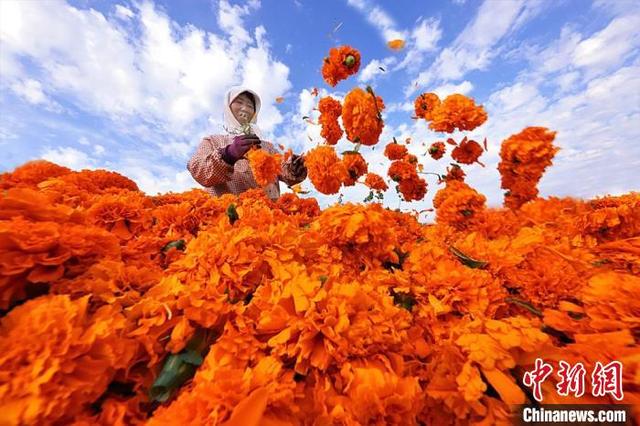 Marigold boost incomes for farmers in NW China’s Gansu