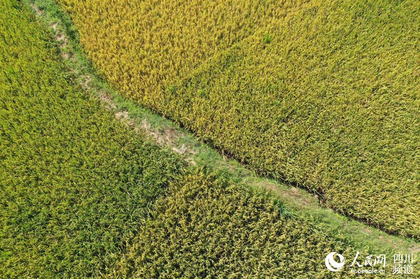 Bumper harvest presents a magnificent scene of terraced rice paddies in SW China's Luzhou city