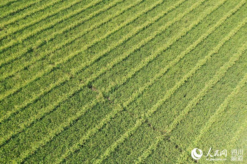 Bumper harvest presents a magnificent scene of terraced rice paddies in SW China's Luzhou city