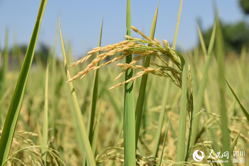 Bumper harvest presents a magnificent scene of terraced rice paddies in SW China's Luzhou city