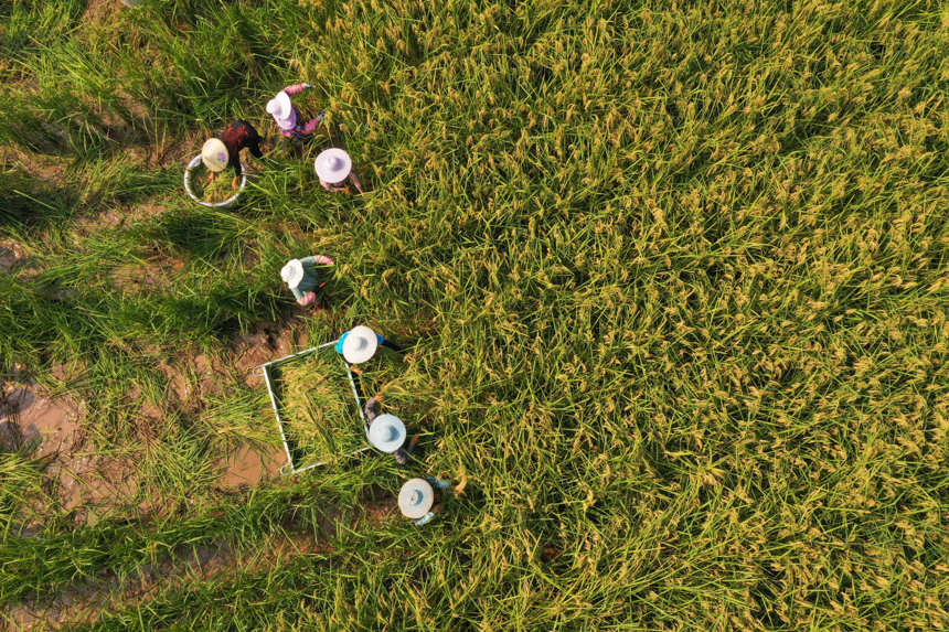 Farmers in SW China's Chongqing start to harvest 2-meter-high