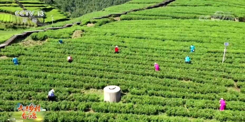 Mountain village in central China becomes a scenic spot focusing on tea culture