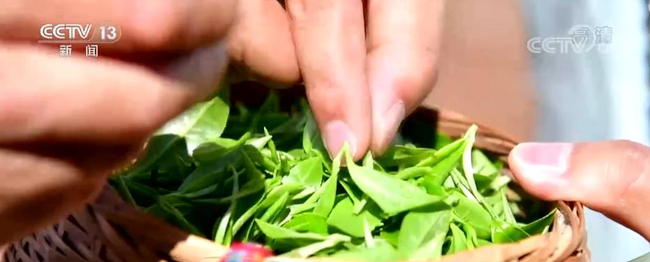 Mountain village in central China becomes a scenic spot focusing on tea culture