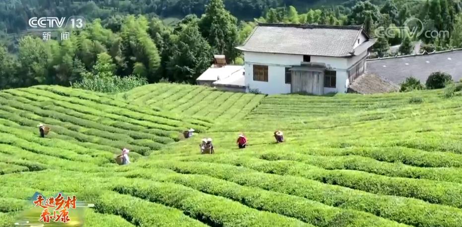 Mountain village in central China becomes a scenic spot focusing on tea culture