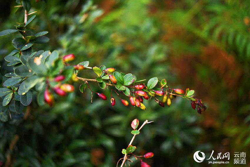 China's endemic plant species lost over 80 years rediscovered in Longling, Yunnan