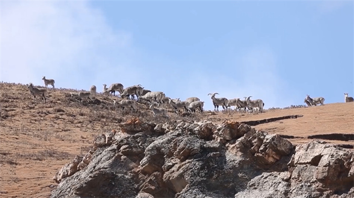China’s Qilian Mountain National Park: home to a wide variety of rare wild animals