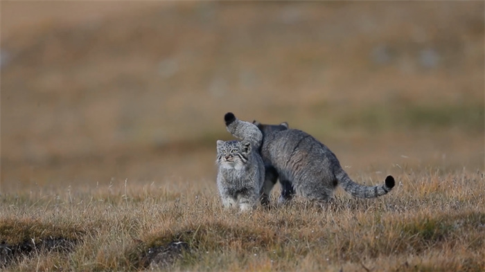 China’s Qilian Mountain National Park: home to a wide variety of rare wild animals