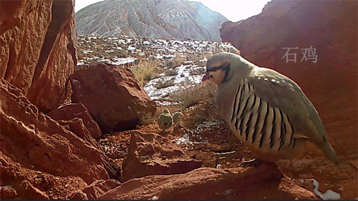 China’s Qilian Mountain National Park: home to a wide variety of rare wild animals