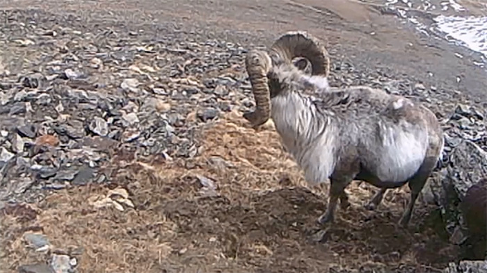 China’s Qilian Mountain National Park: home to a wide variety of rare wild animals