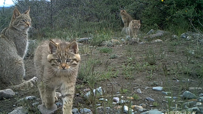 China’s Qilian Mountain National Park: home to a wide variety of rare wild animals