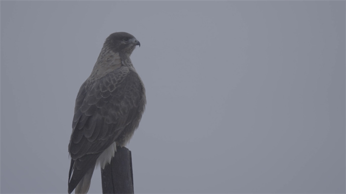 China’s Qilian Mountain National Park: home to a wide variety of rare wild animals