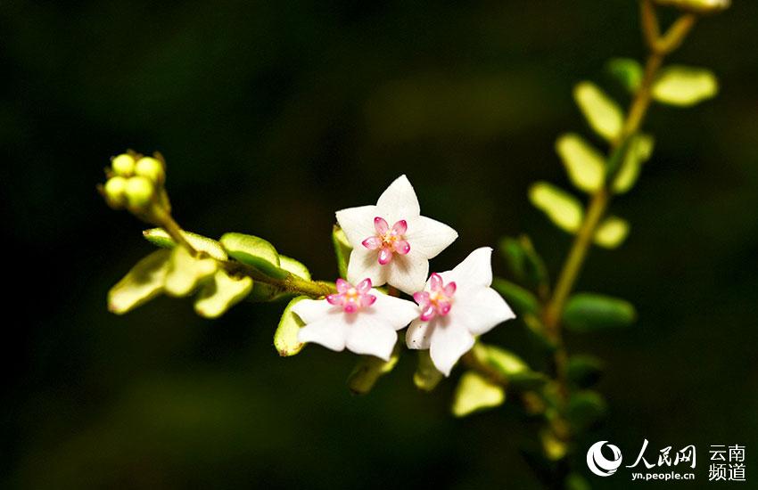 Visit Longling Xiaoheishan Provincial Nature Reserve where 11 Hoya species are found