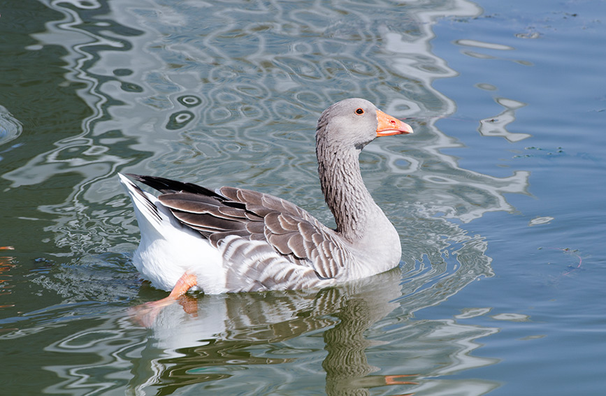 Tianta Lake scenic area in N China’s Tianjin introduces ornamental birds