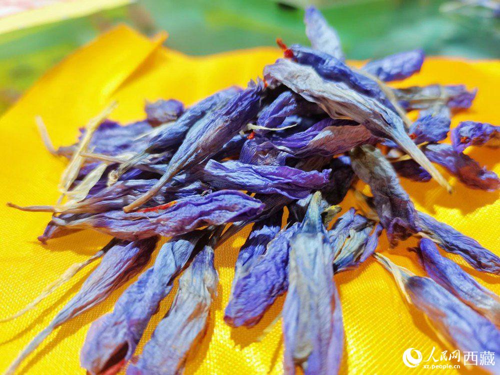 Saffron crocus ushers in a bumper crop in SW China's Tibet