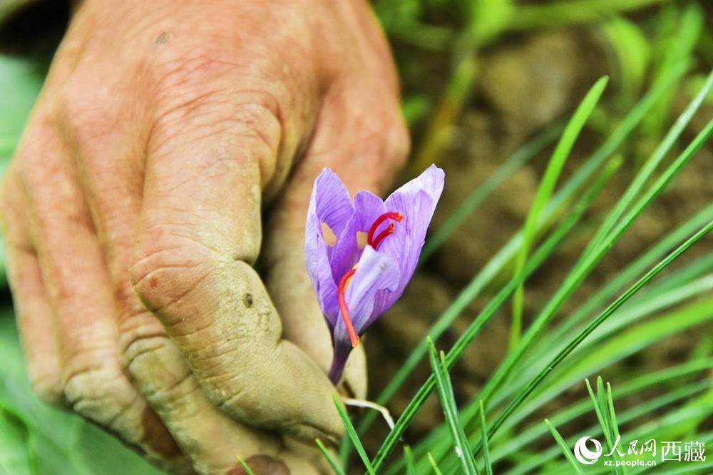 Saffron crocus ushers in a bumper crop in SW China's Tibet