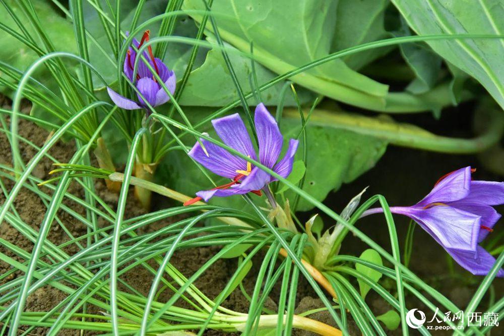 Saffron crocus ushers in a bumper crop in SW China's Tibet