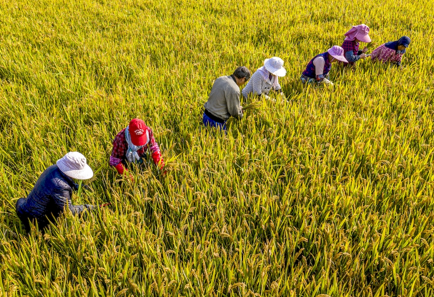 County in E China’s Anhui promotes planting of superior rice varieties