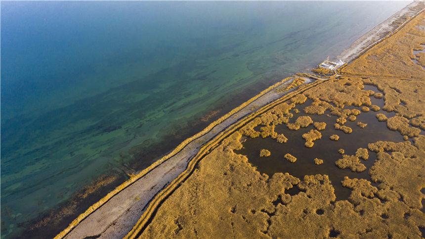 Golden reed flowers brighten Bosten Lake in NW China's Xinjiang