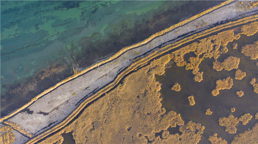 Golden reed flowers brighten Bosten Lake in NW China's Xinjiang