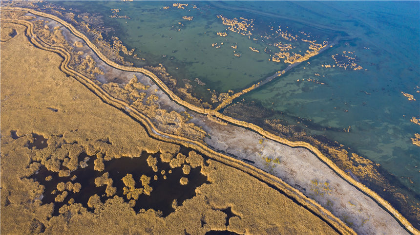 Golden reed flowers brighten Bosten Lake in NW China's Xinjiang