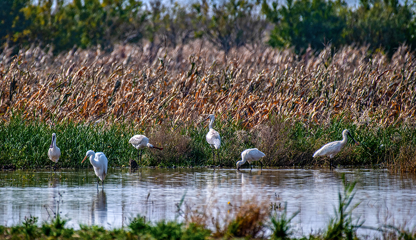 Wild birds overwinter in N China's Yuncheng Salt Lake
