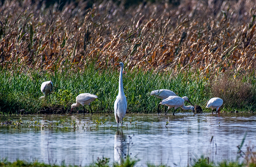 Wild birds overwinter in N China's Yuncheng Salt Lake