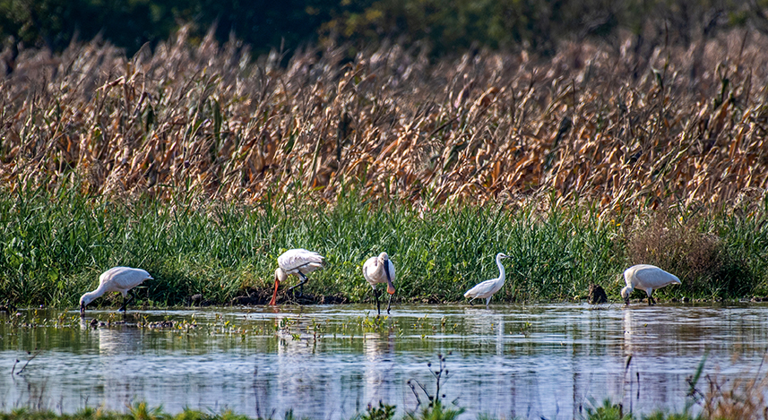 Wild birds overwinter in N China's Yuncheng Salt Lake
