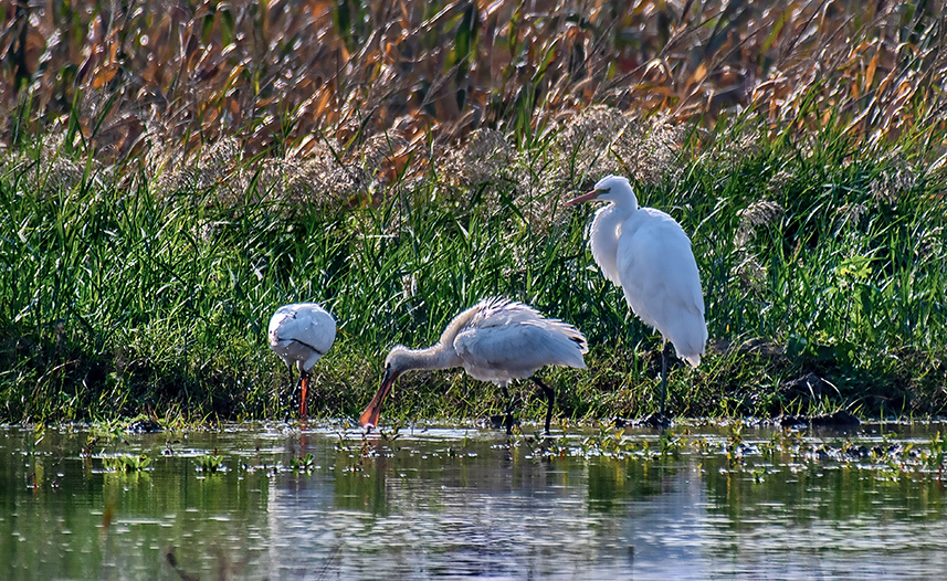 Wild birds overwinter in N China's Yuncheng Salt Lake