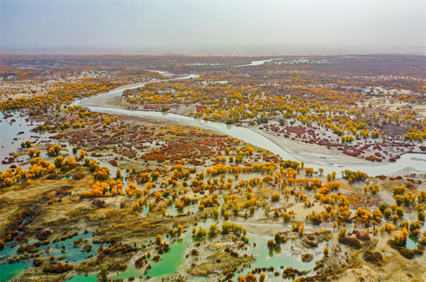 Desert poplars bring sea of gold to NW China's Xinjiang