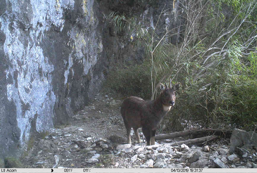 Rare and endangered wild species achieve restorative growth in SW China’s Chongqing