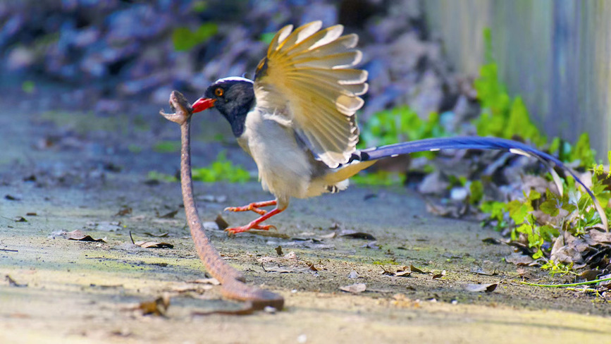 Rare and endangered wild species achieve restorative growth in SW China’s Chongqing