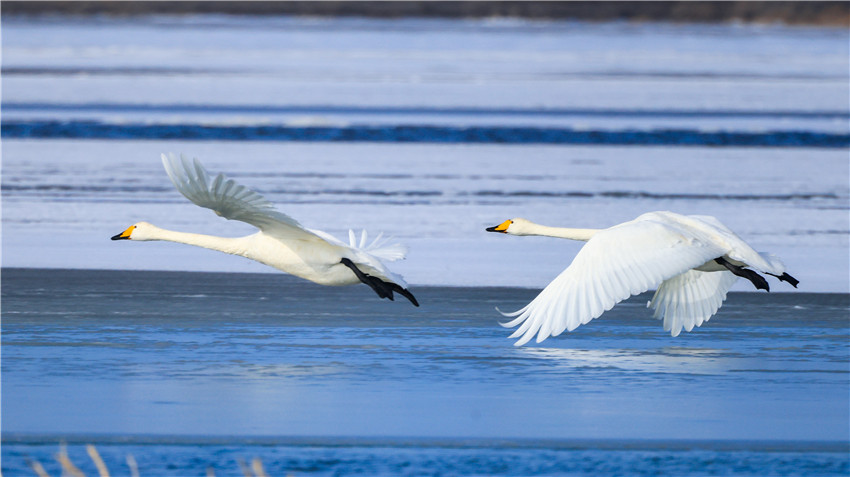Swans bring renewed vitality to Bosten Lake in NW China’s Xinjiang