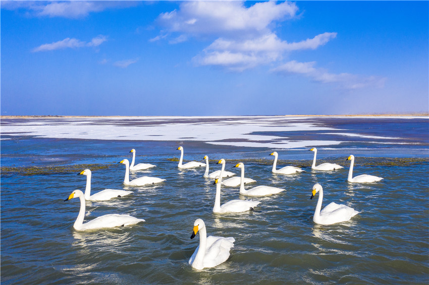 Swans bring renewed vitality to Bosten Lake in NW China’s Xinjiang