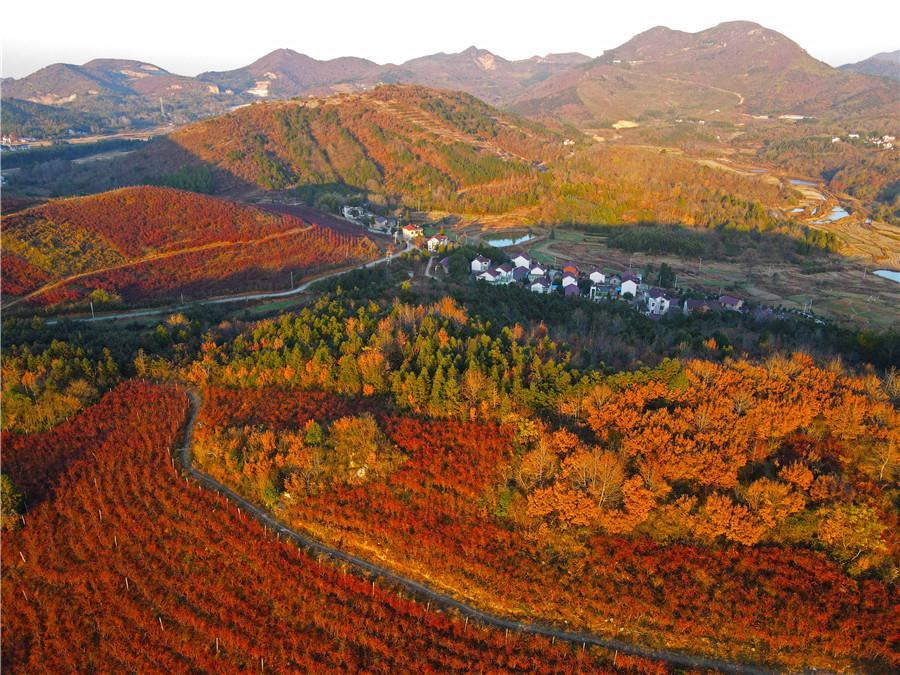 Rosy red blueberry leaves brighten up mountains in E China’s Anhui