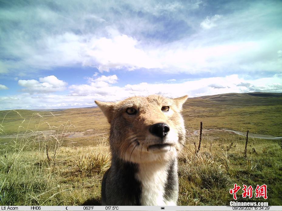 Snapshots of adorable wild animals in Sanjiangyuan National Park in NW China’s Qinghai