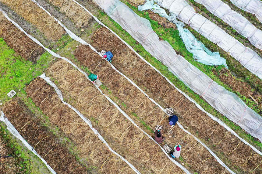 Blooming Matsutake mushrooms usher in harvest season in S China's Guangxi