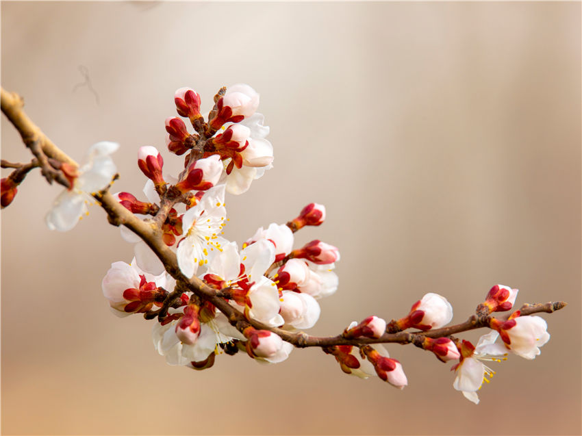 Xinjiang welcomes spring with apricot blossoms in full bloom