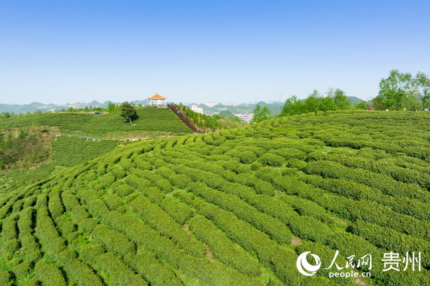 Little leaves of tea becomes big business in China’s Guizhou