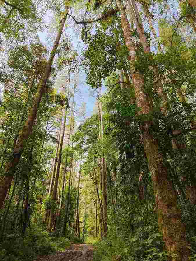Tallest tree in Chinese mainland found in Tibet rising to height of 76.8 meters