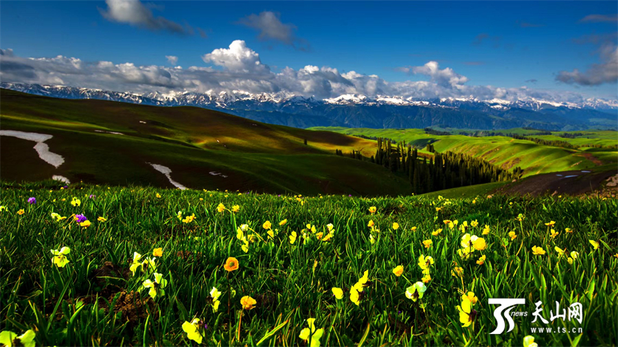 Colorful carpet of mountain flowers brightens Nanshan Pasture in Xinjiang