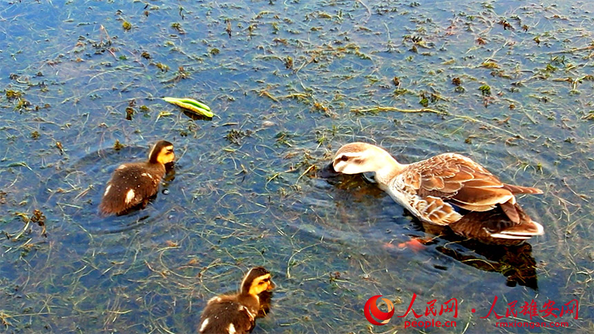 Migratory birds under state protection ‘settle’ in Xiong’an New Area